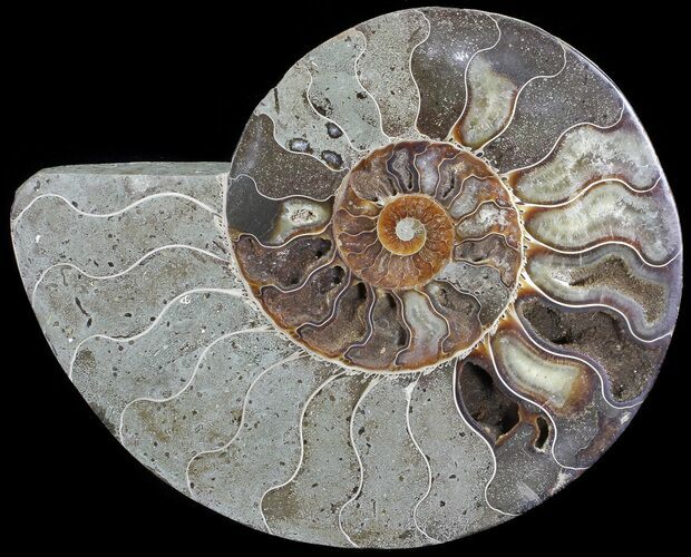 Bargain, Cut Ammonite Fossil (Half) - Agatized #71058